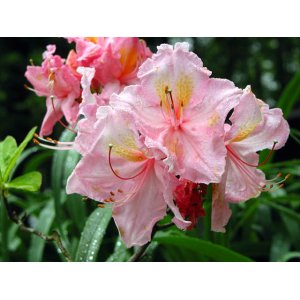 Azalka veľkokvetá (Azalea mollis) ´STRAWBERRY ICE´ - výška 40-60 cm, kont. C3L
